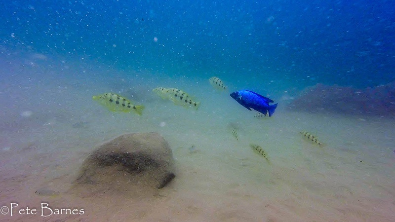 Fossorochromis rostratus 'Mbamba Islands'